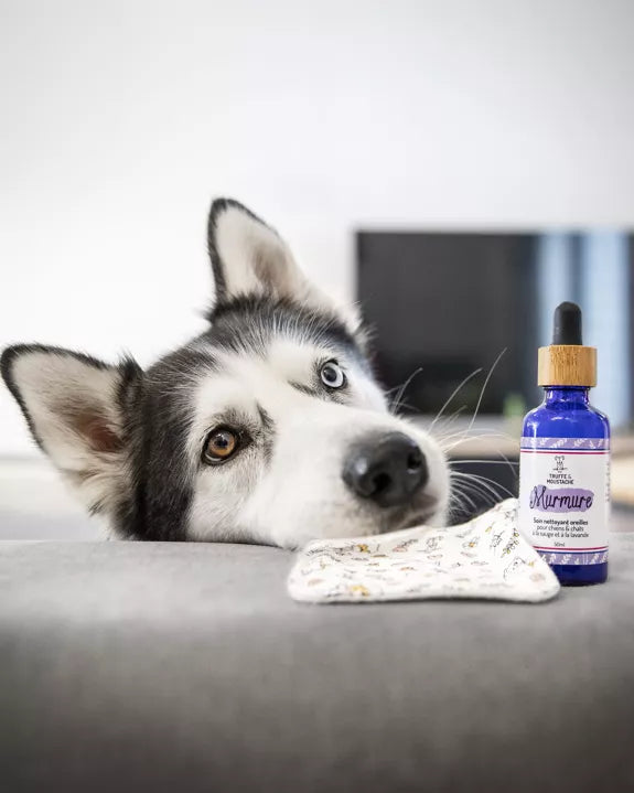 Soin nettoyant pour les oreilles chiens & chats, "Murmure"