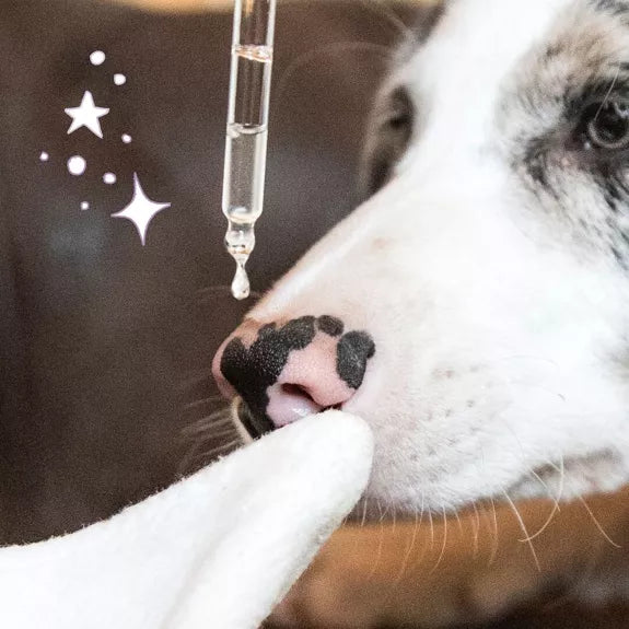 Soin nettoyant pour les oreilles chiens & chats, "Murmure"