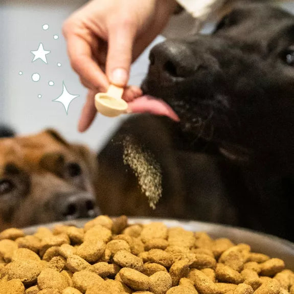 Anti-tartre et bonne haleine – Cure courte – Complément alimentaire chien et chat