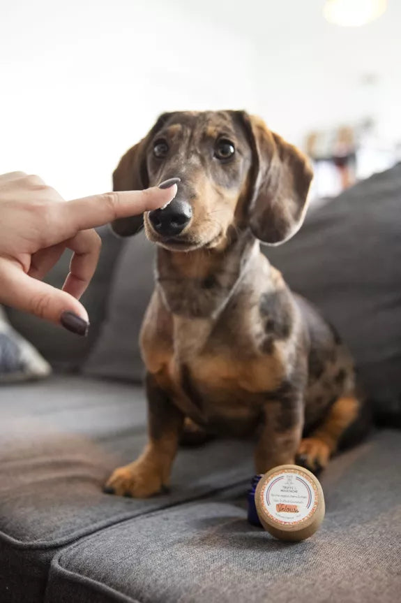 Baume de Soin Hydratant Truffe & Coussinets pour chiens & chats, "Velours"