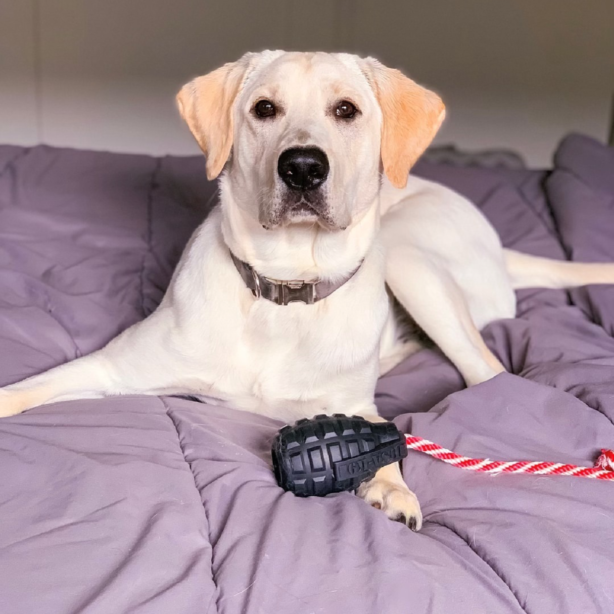 USA-K9 Magnum Grenade - Jouet à mâcher - Jouet récompense