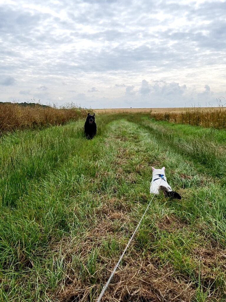 20210709 100739 capture(1)